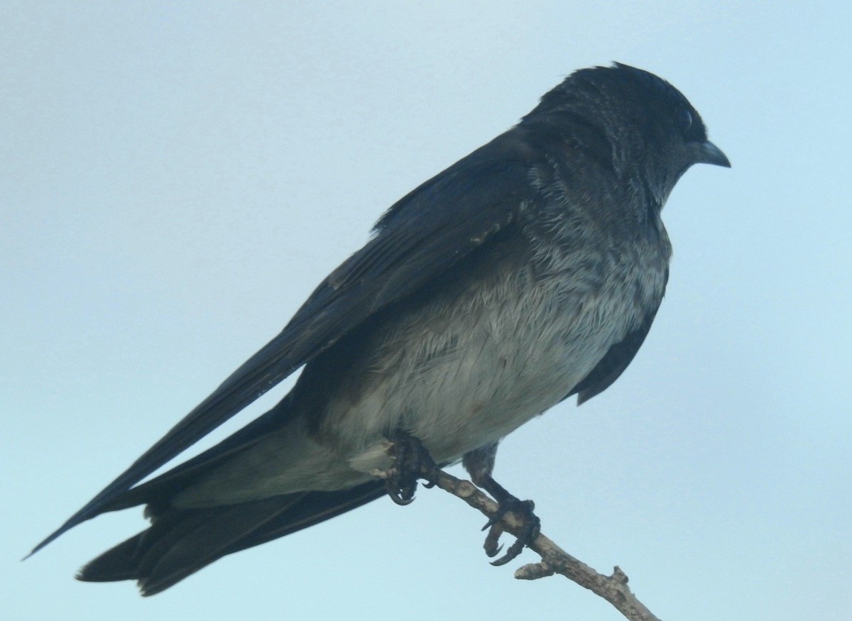 Purple Martin - ML278831221