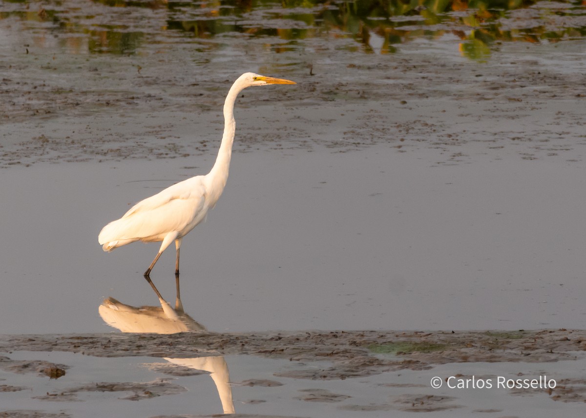 Great Egret - ML278831271