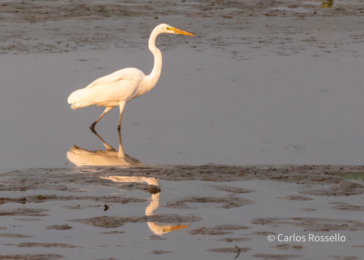 Great Egret - ML278831281