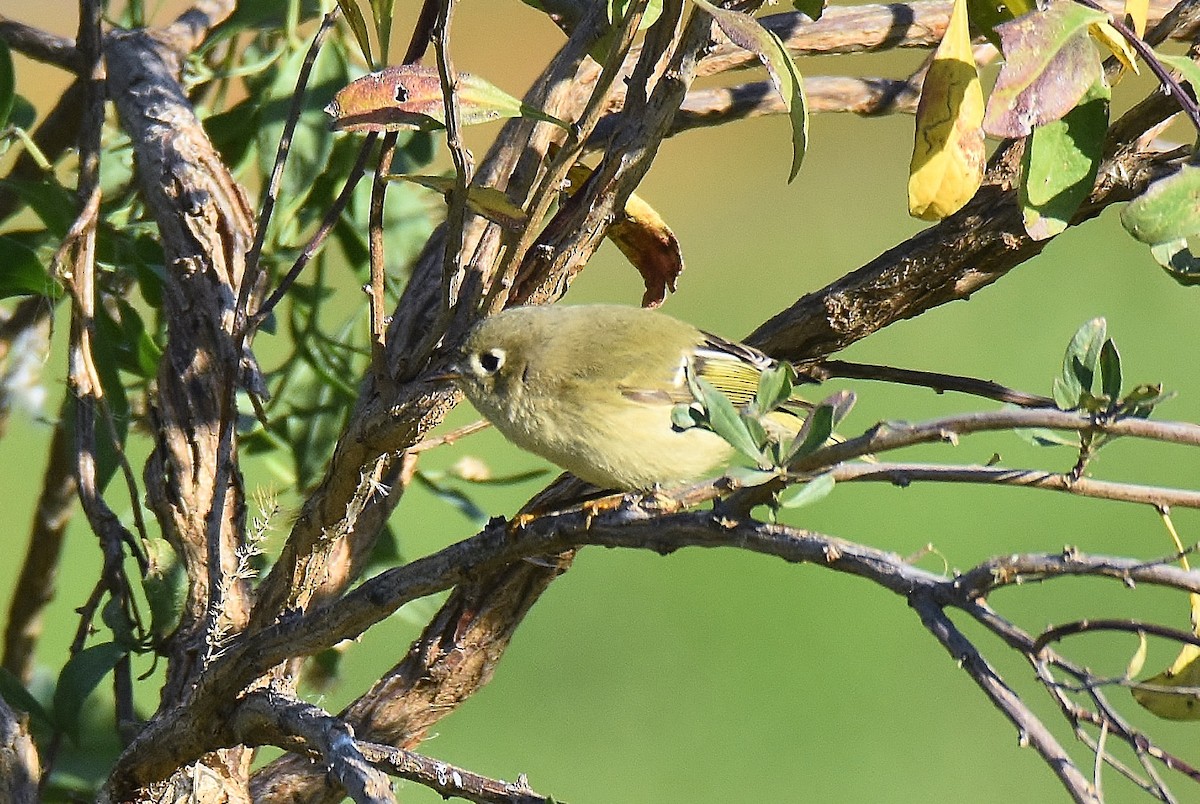 Ruby-crowned Kinglet - ML278831521