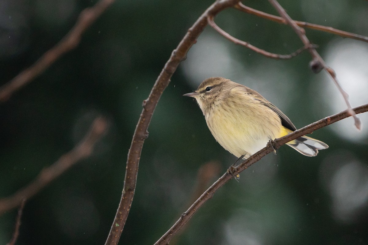 Palm Warbler - Sulli Gibson