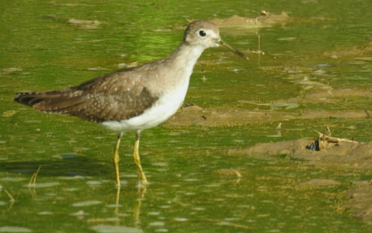 Solitary Sandpiper - ML278833561