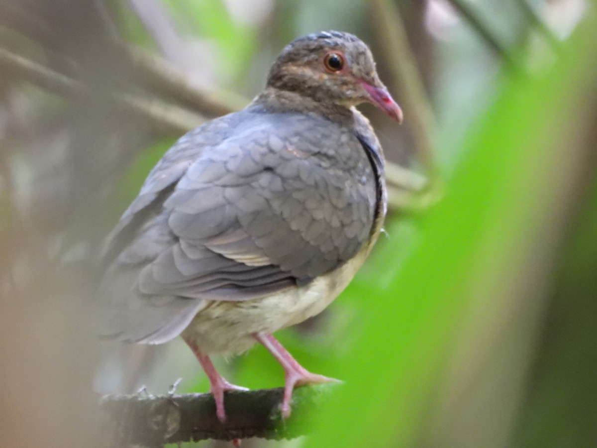 Ruddy Quail-Dove - ML278834861