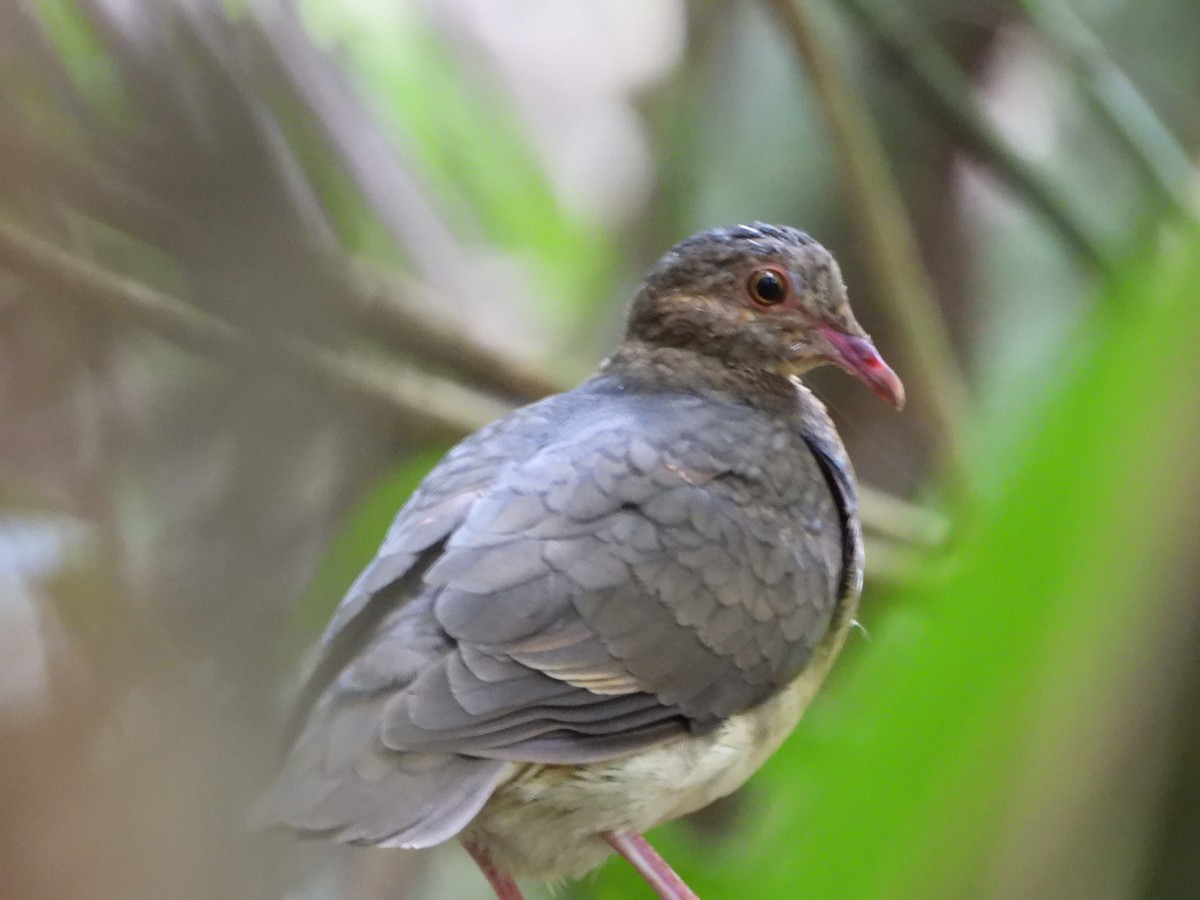 Ruddy Quail-Dove - ML278834891