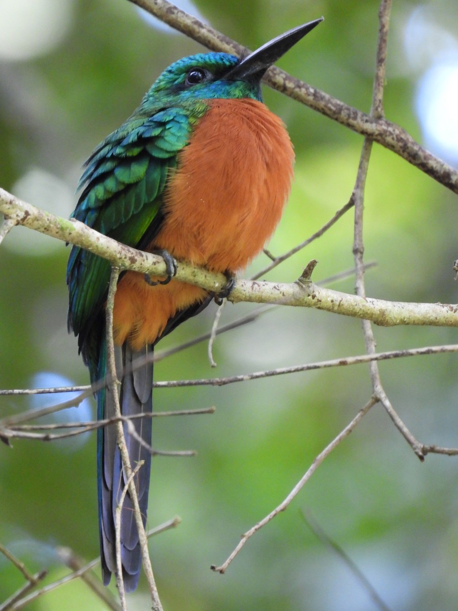 Great Jacamar - ML278835151