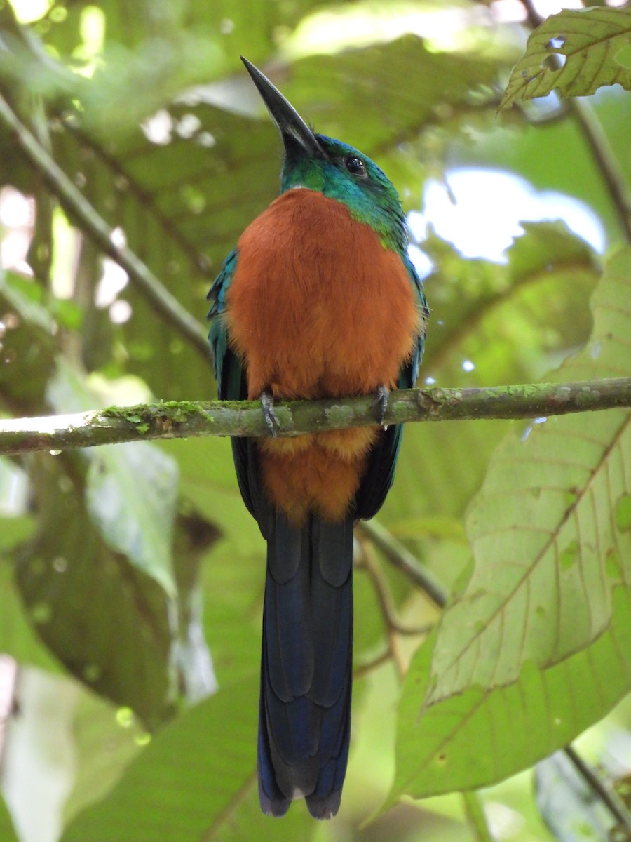 Great Jacamar - ML278835181