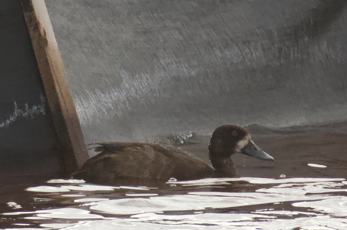 Greater Scaup - ML278835501