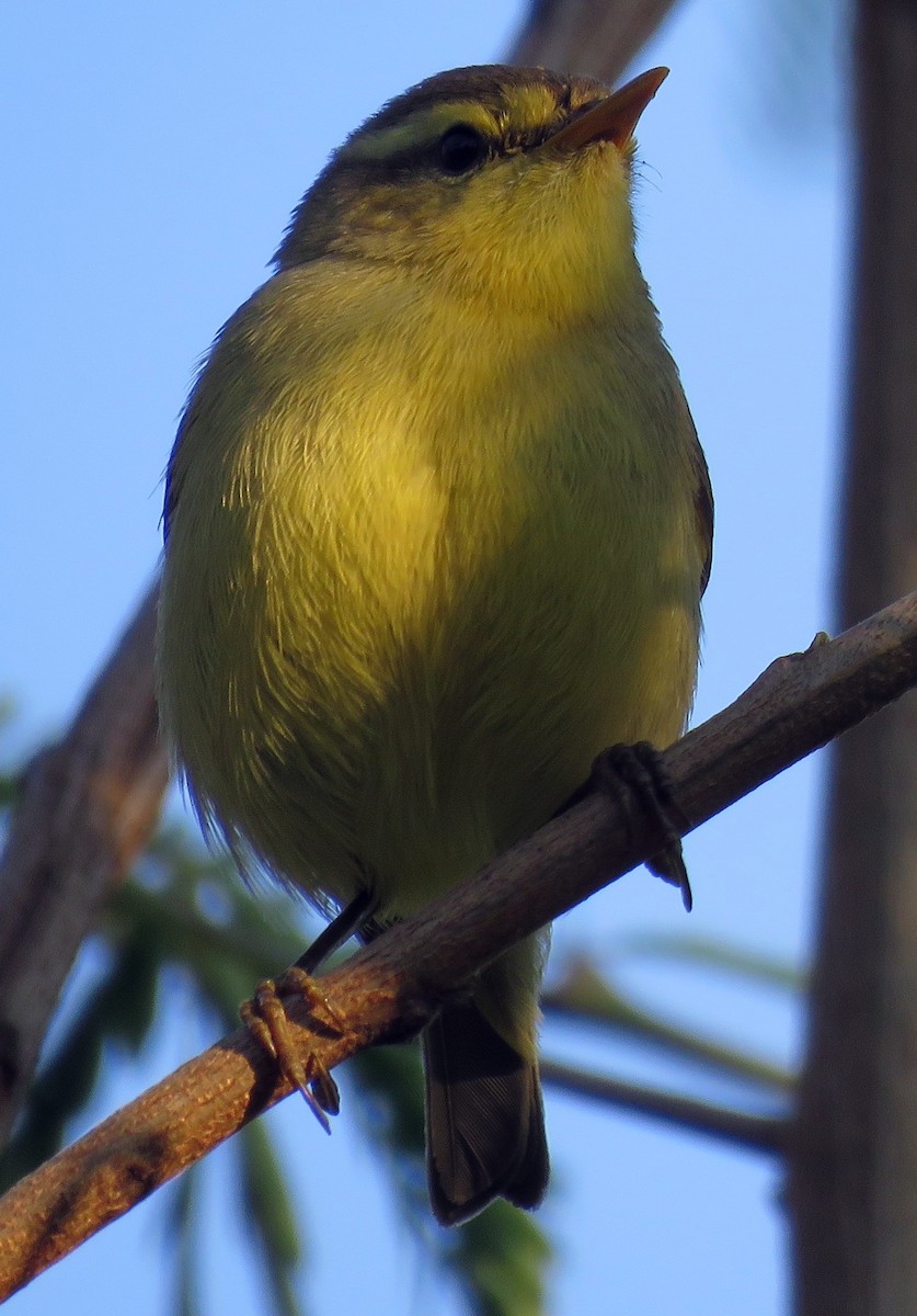 キバラムシクイ（affinis/perflavus） - ML278836701