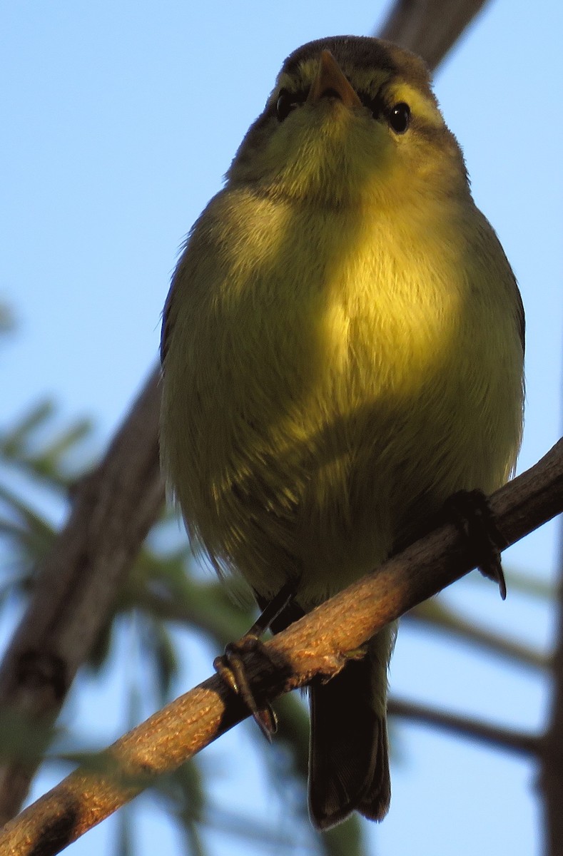 Pouillot de Tickell (affinis/perflavus) - ML278836731