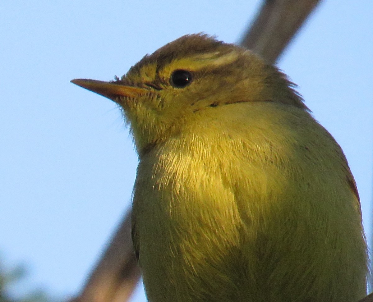 Himalajalaubsänger (affinis/perflavus) - ML278836771