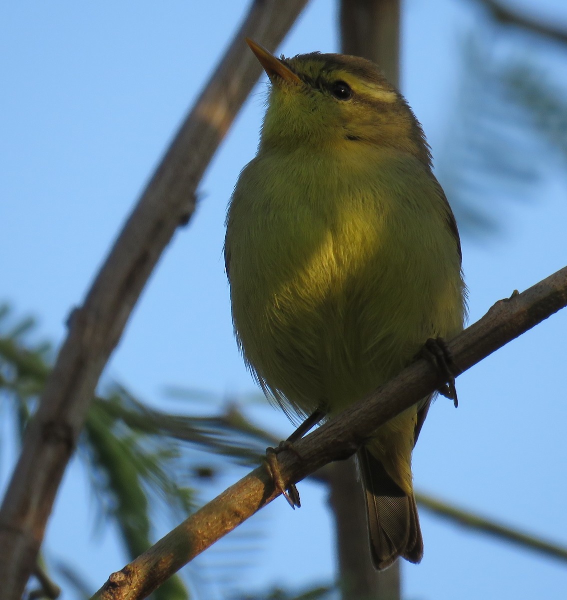 黃腹柳鶯(affinis/perflavus) - ML278836821