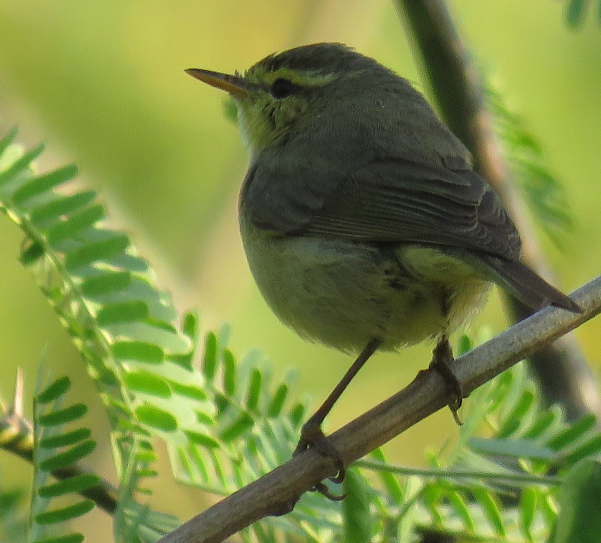 Himalajalaubsänger (affinis/perflavus) - ML278836951