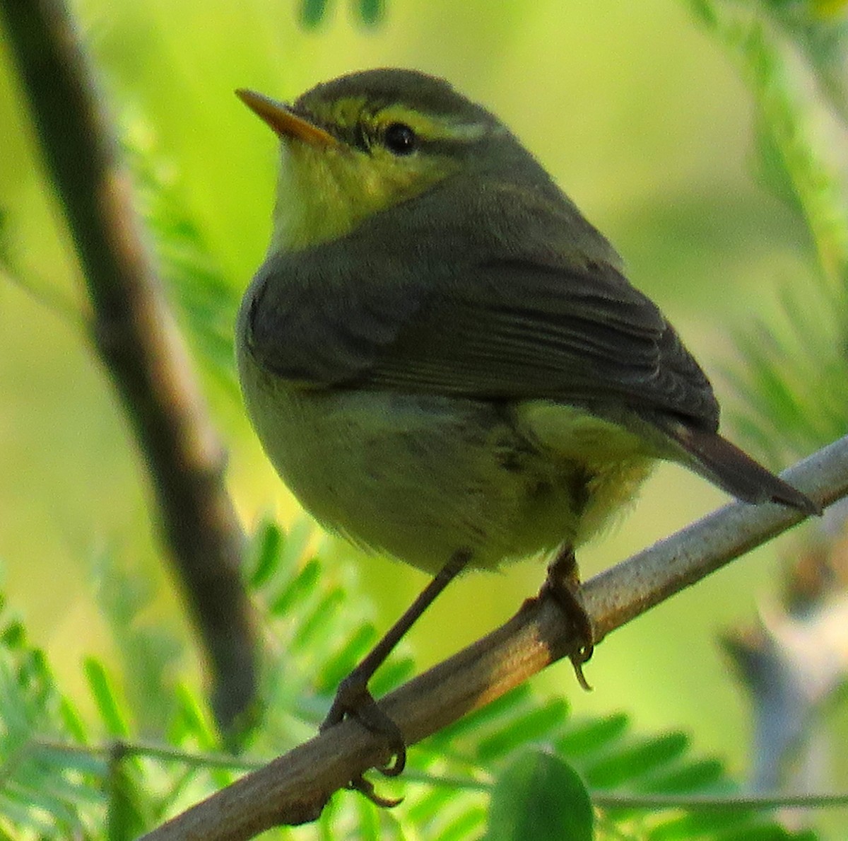 Pouillot de Tickell (affinis/perflavus) - ML278837031