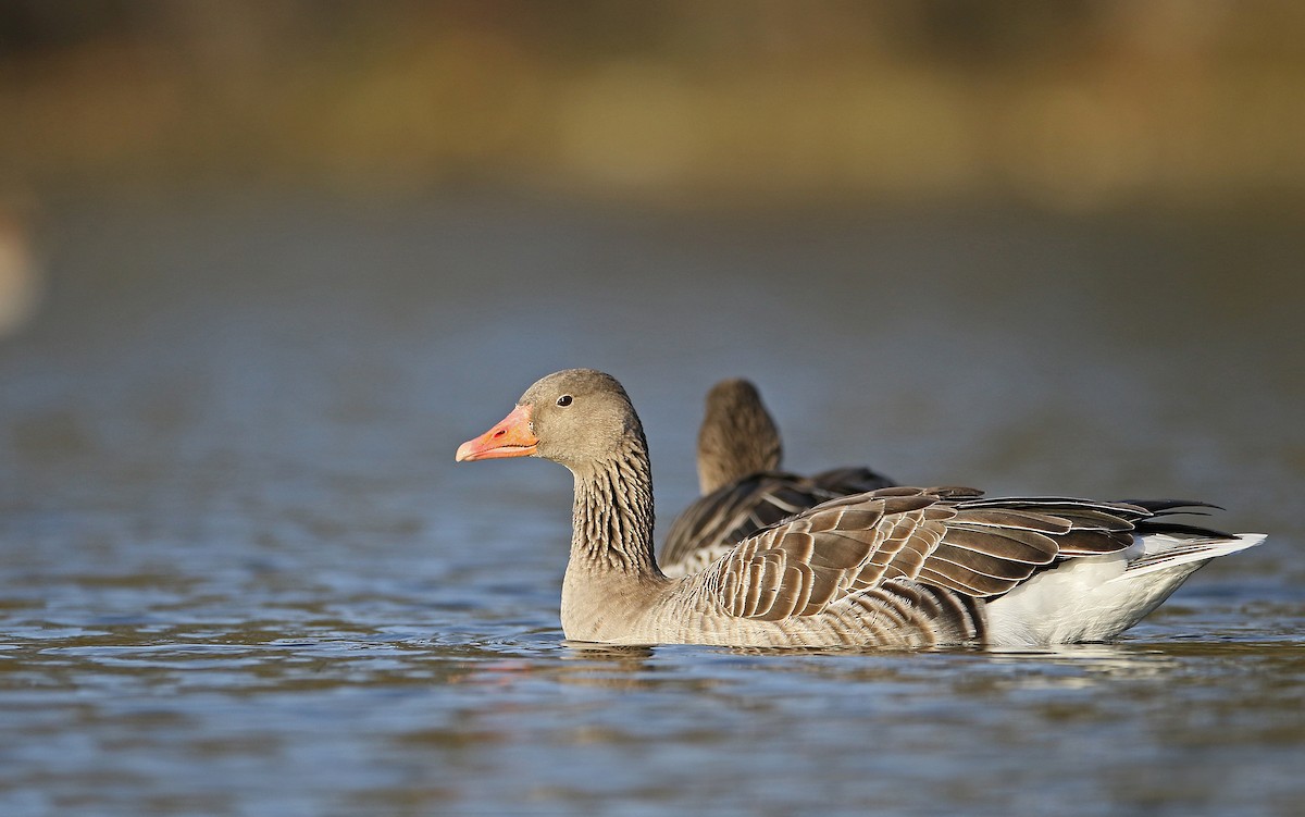 Graylag Goose - Christoph Moning