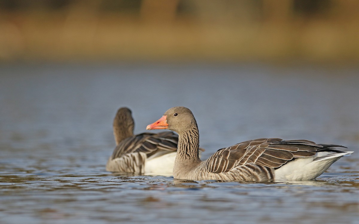 Graylag Goose - Christoph Moning