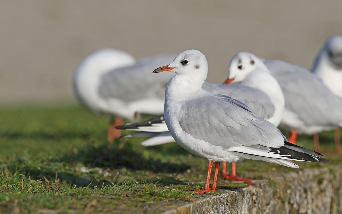 Black-headed Gull - ML278840321