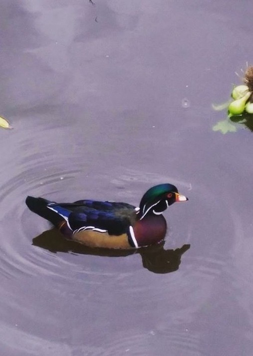 Wood Duck - ML278841811