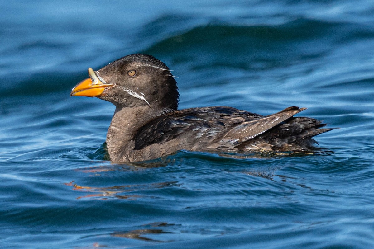 Rhinoceros Auklet - Andrew Boycott