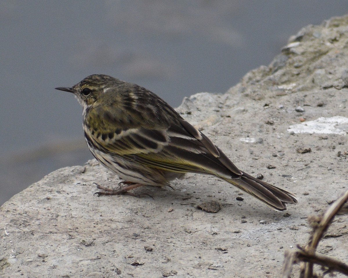 Rosy Pipit - ML278843741