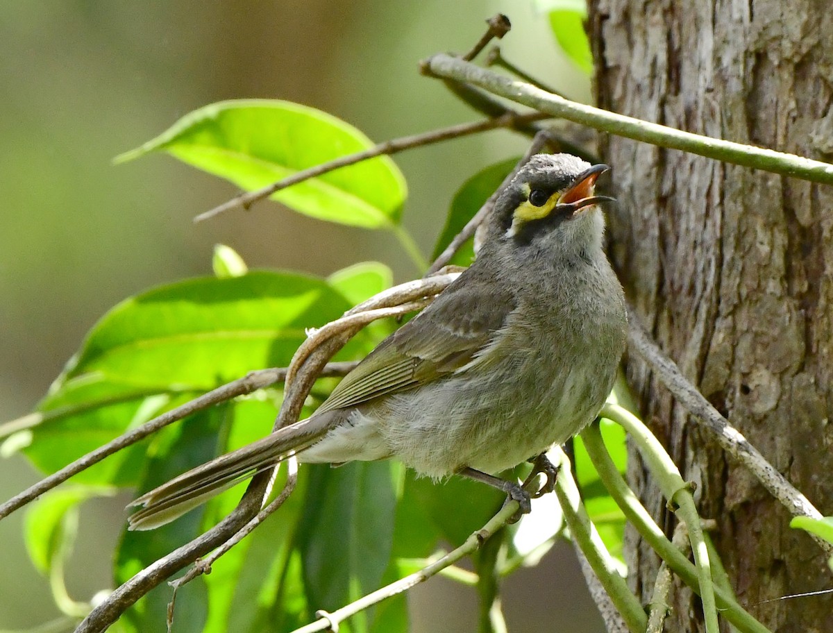 Yellow-faced Honeyeater - ML278844491