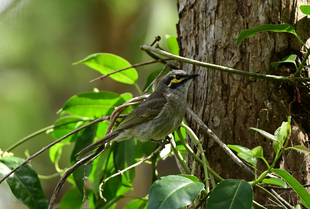 Yellow-faced Honeyeater - ML278844501