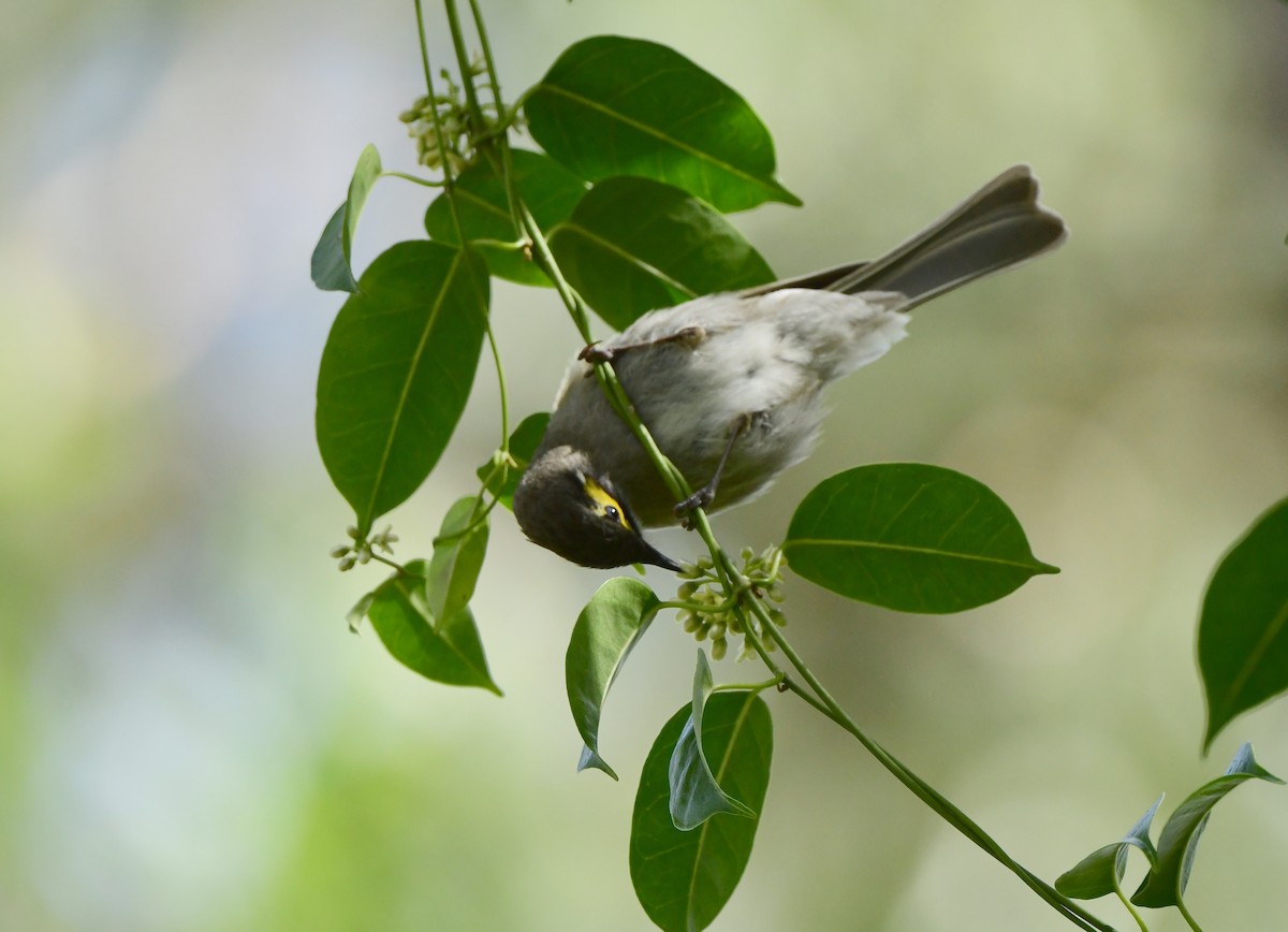 Yellow-faced Honeyeater - ML278844511