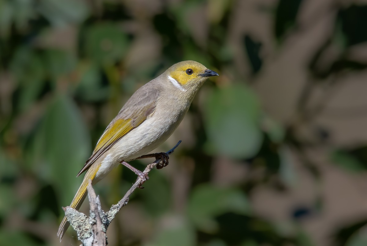 White-plumed Honeyeater - ML278846501