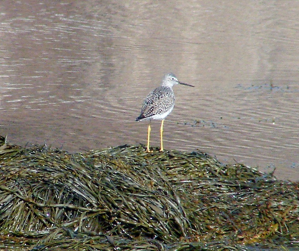 Greater Yellowlegs - ML27884881