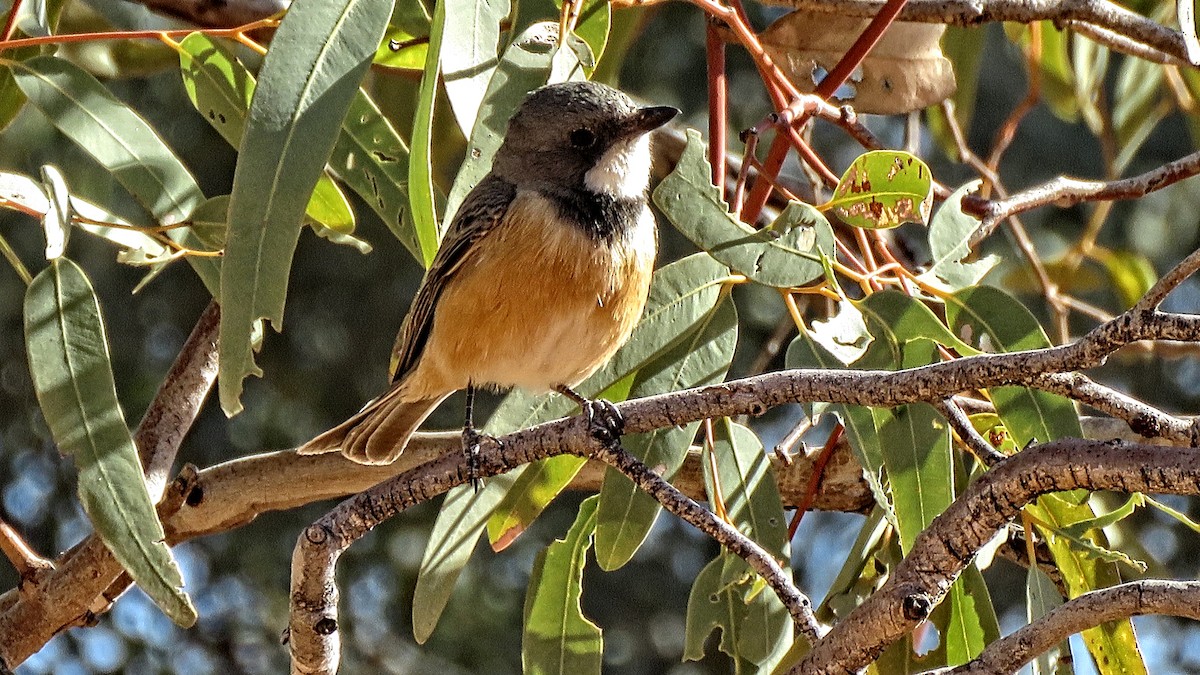 Rufous Whistler - ML278849981