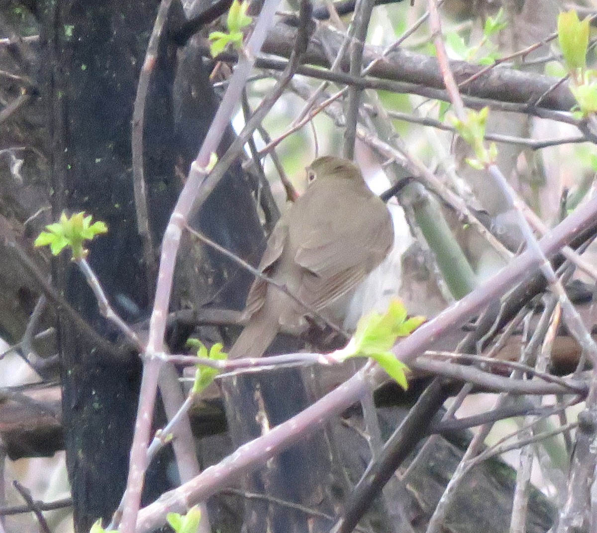 Swainson's Thrush - Lori Zabel