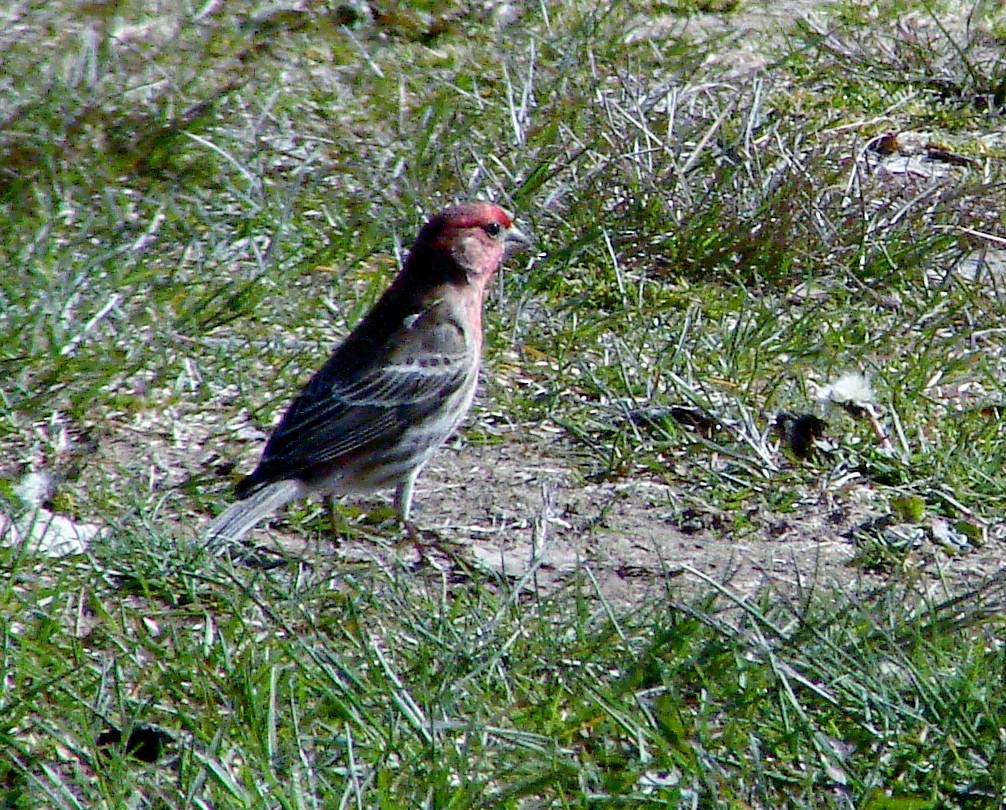 House Finch - ML27885201