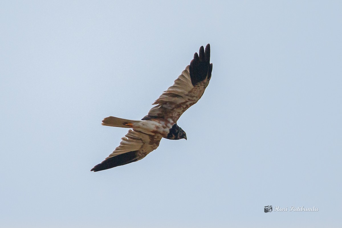 Pied Harrier - ML278852591