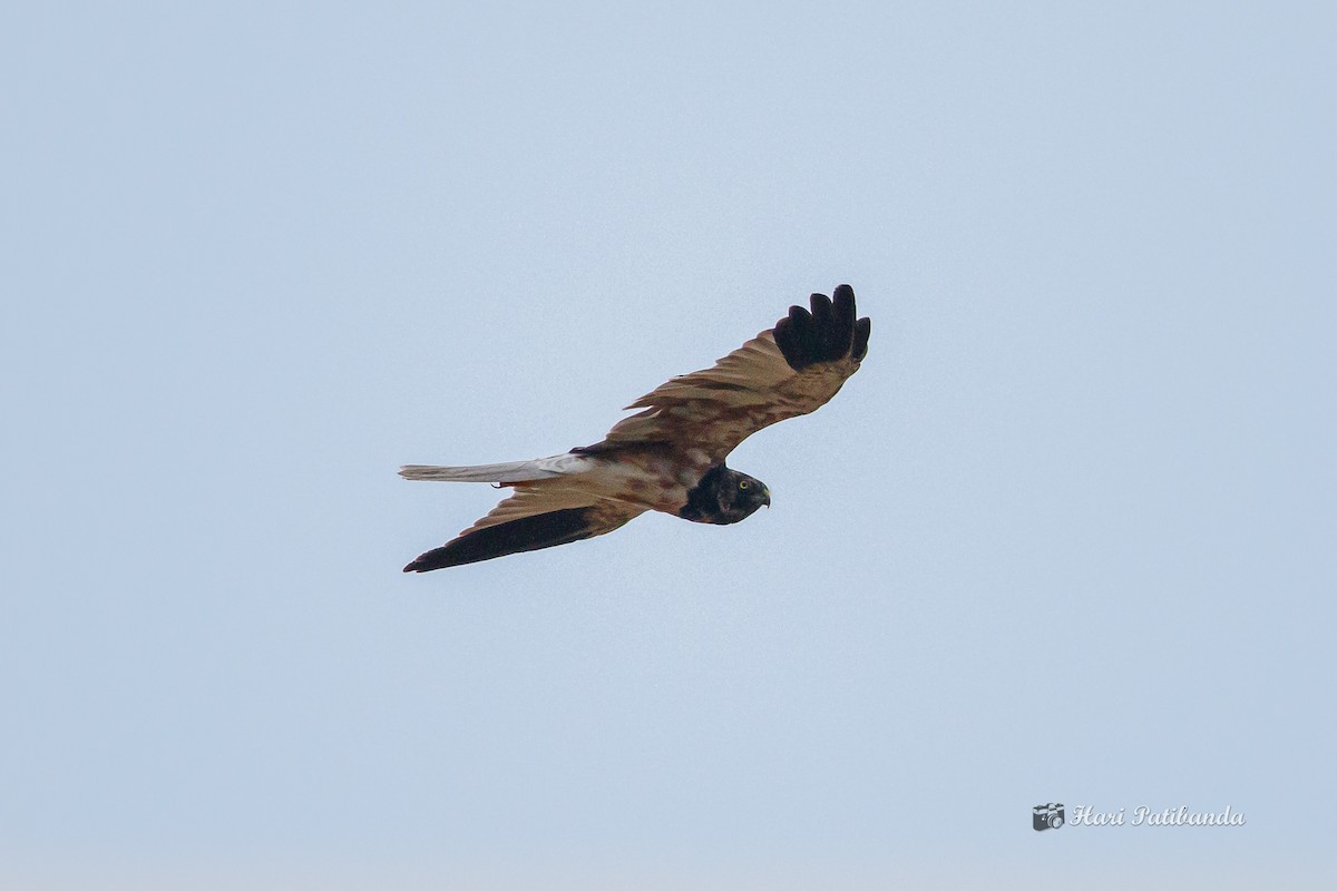 Pied Harrier - ML278852601