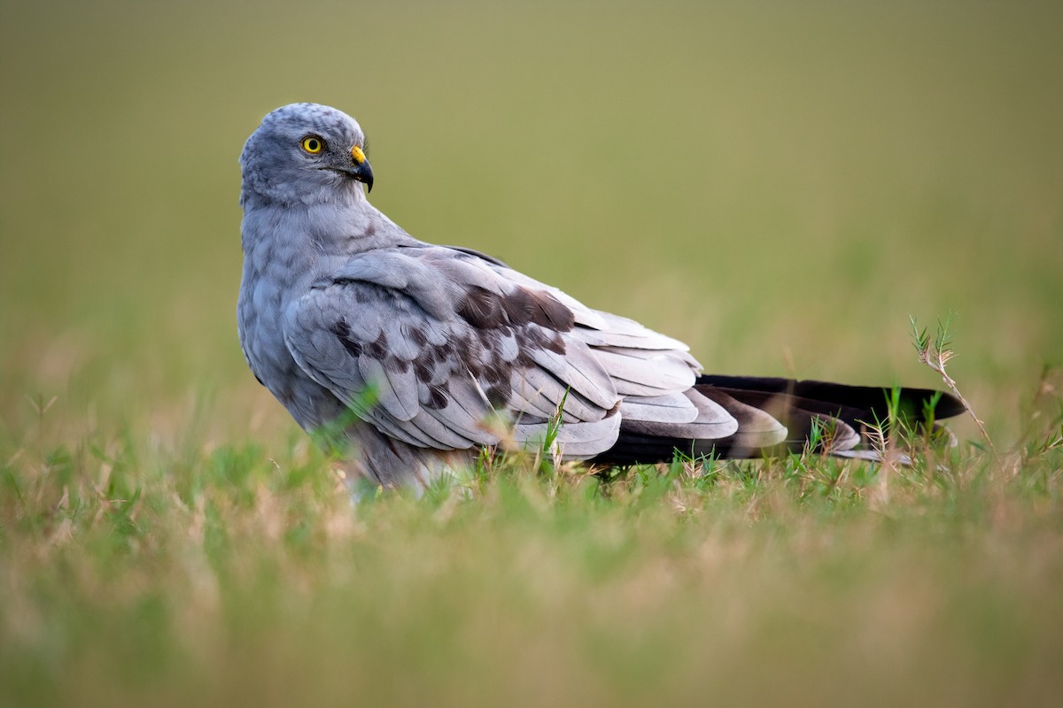 Нугын хулд - ML278852931