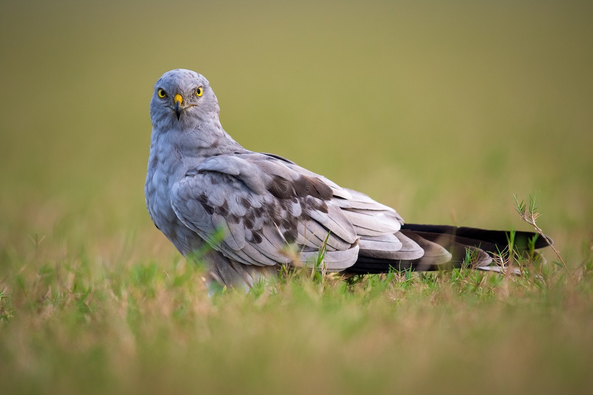 Нугын хулд - ML278852981