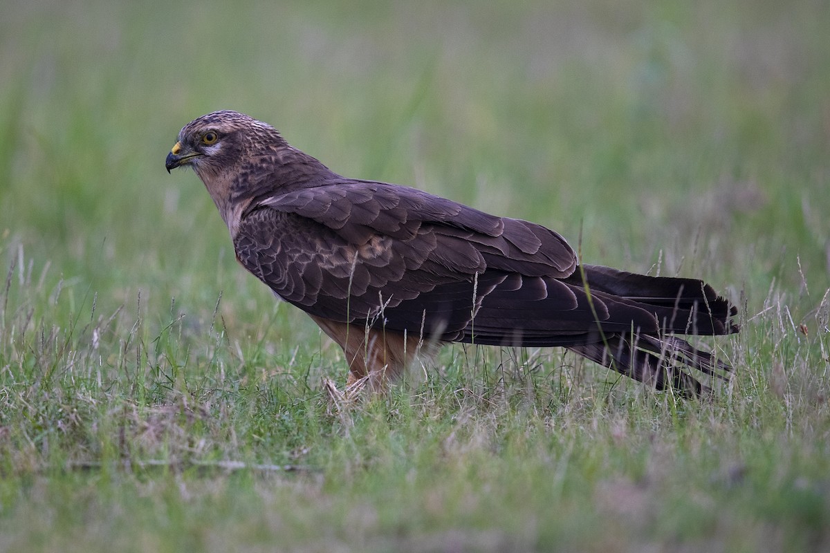 Нугын хулд - ML278853031