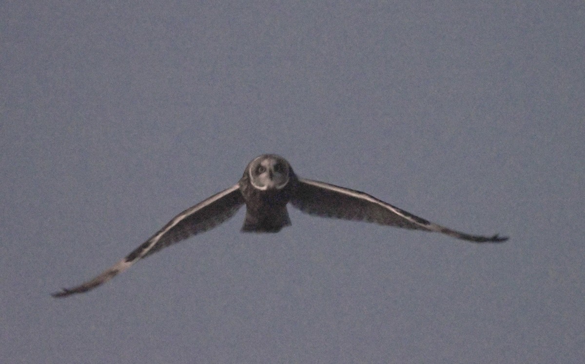 Short-eared Owl - R. Stineman