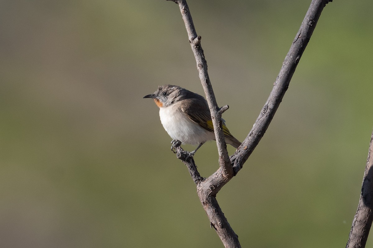 Rufous-throated Honeyeater - ML278854561