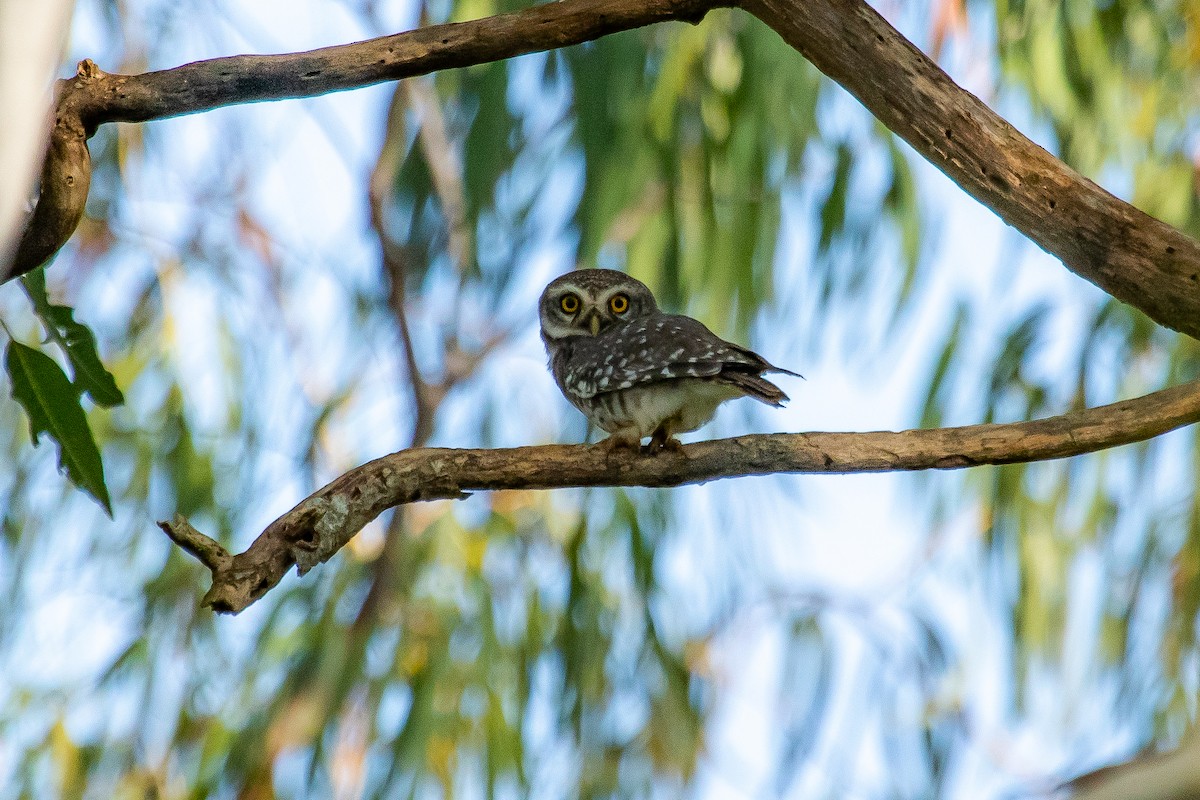 Spotted Owlet - ML278854951
