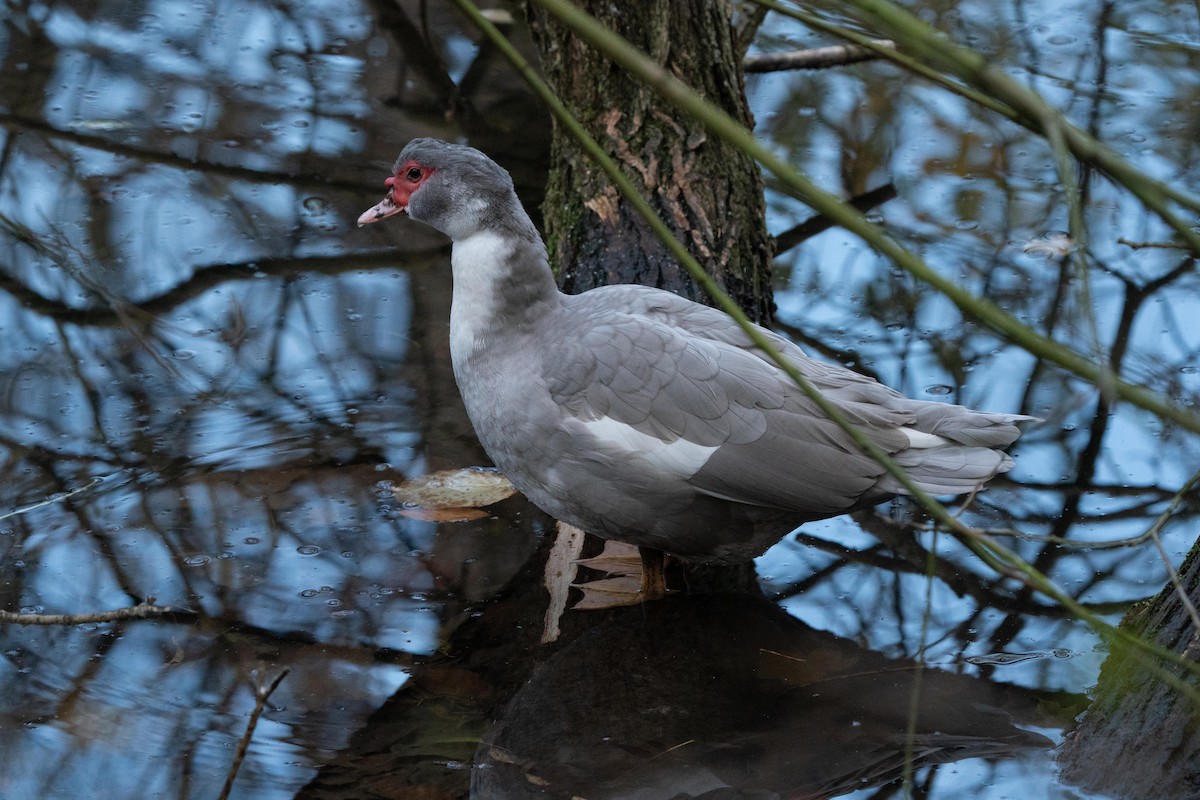 Muscovy Duck (Domestic type) - Holger Schneider