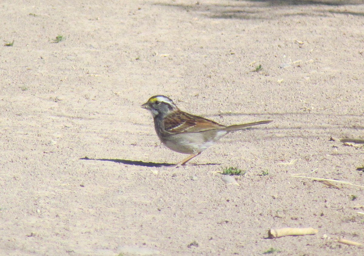White-throated Sparrow - ML27885571