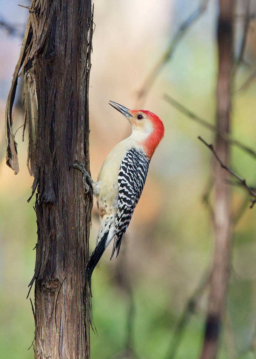 Red-bellied Woodpecker - ML278857591