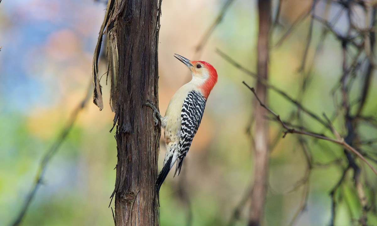 Red-bellied Woodpecker - ML278857601