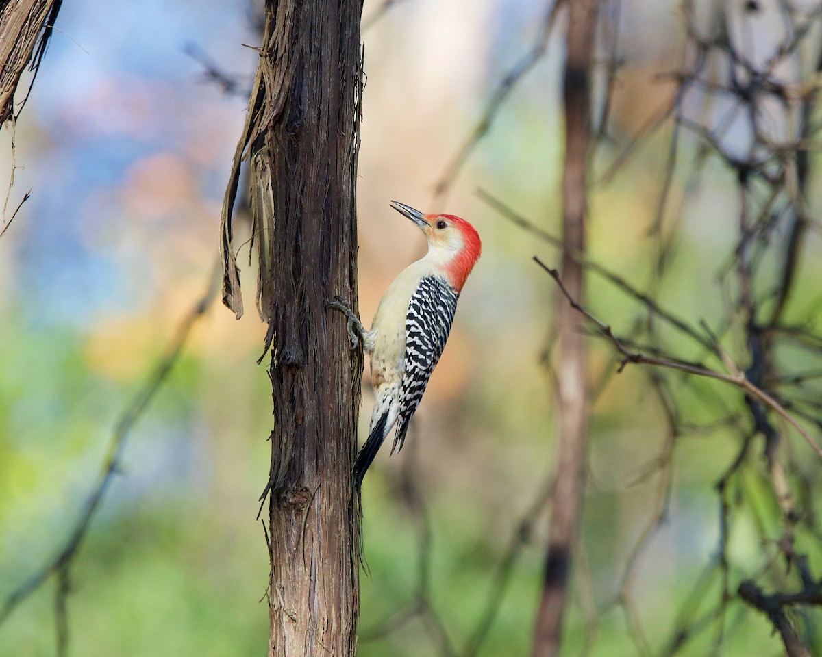 Red-bellied Woodpecker - ML278857611