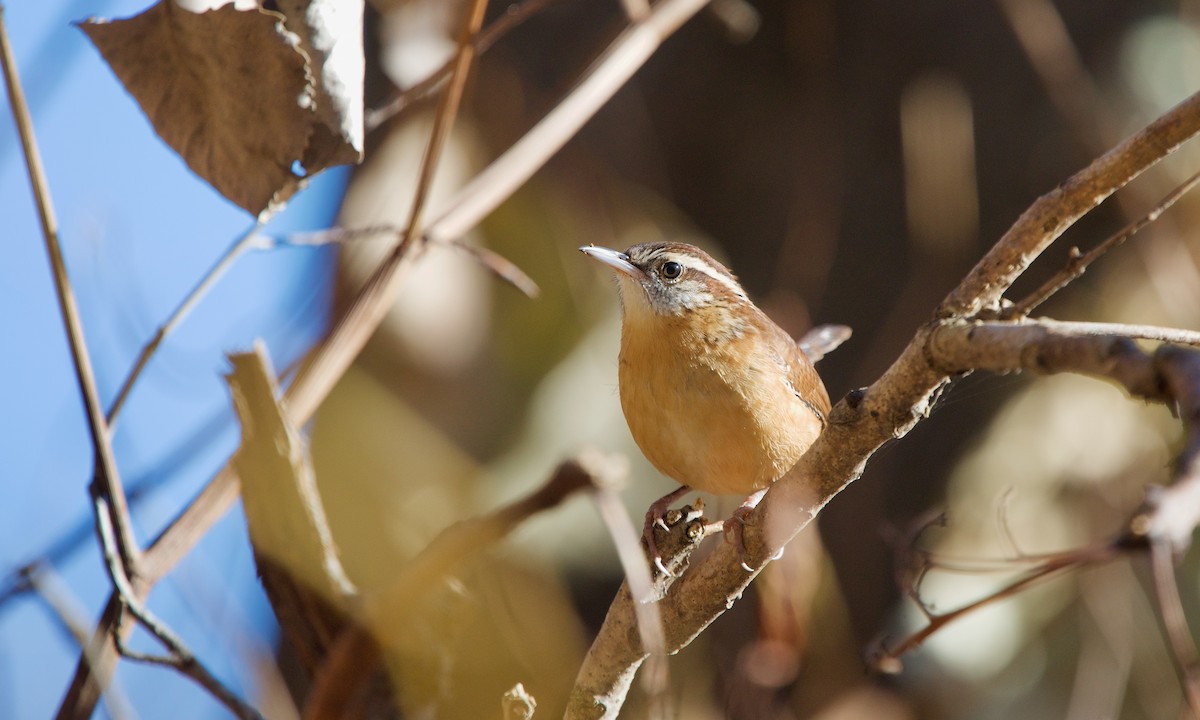 Carolina Wren - ML278857621