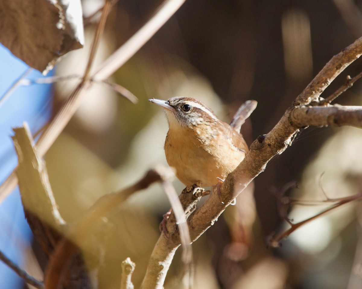 Carolina Wren - ML278857631