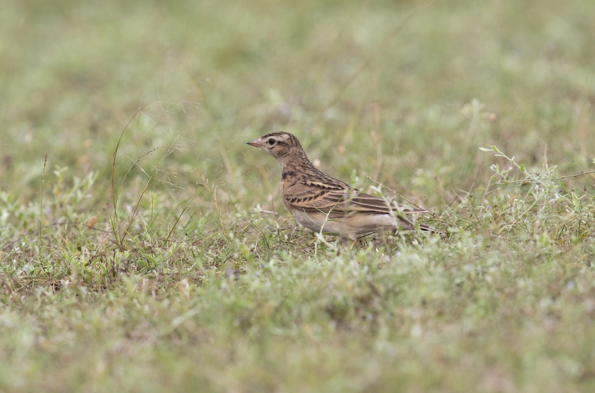 Монгол жиргэмэл - ML278858411