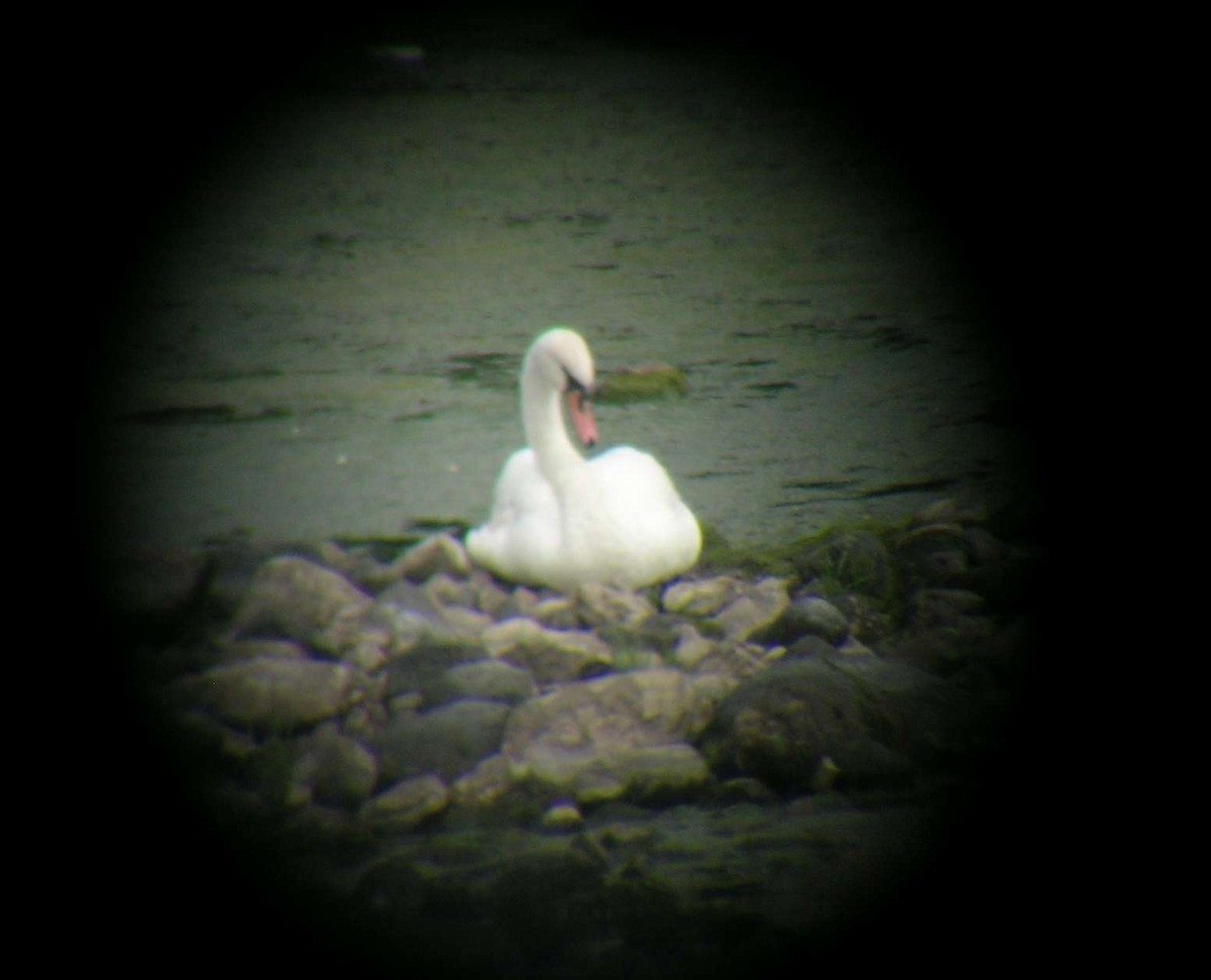 Mute Swan - ML278859061