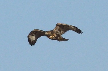 Red-tailed Hawk (Harlan's) - ML278860711