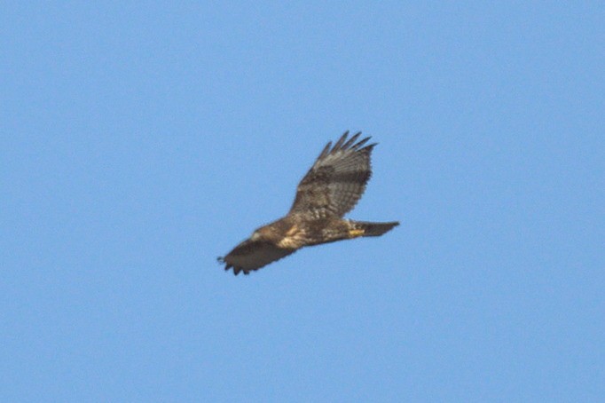 Red-tailed Hawk (Harlan's) - ML278860721